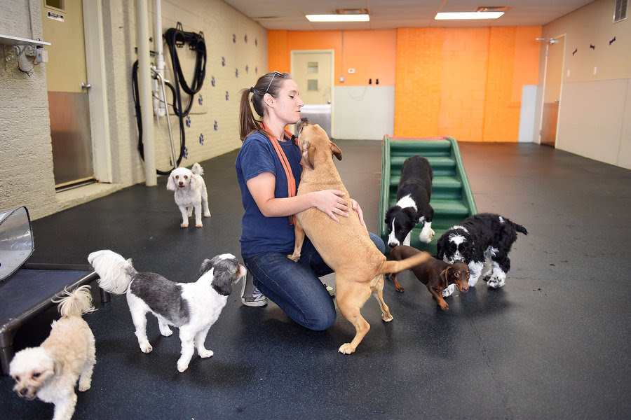 Appreciate Your Dog Today S The Day To Give Fido A Big Thank You Nj Com