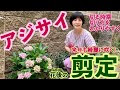 アジサイ 大きくなりすぎ 120848-アジサイ 大きくなりすぎる