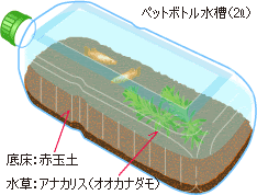 メダカの観察と実験 自由研究の研究テーマにメダカの観察はいかが メダカ観察ノート