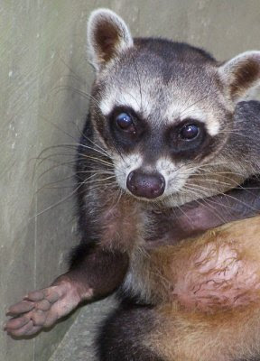madagascar
