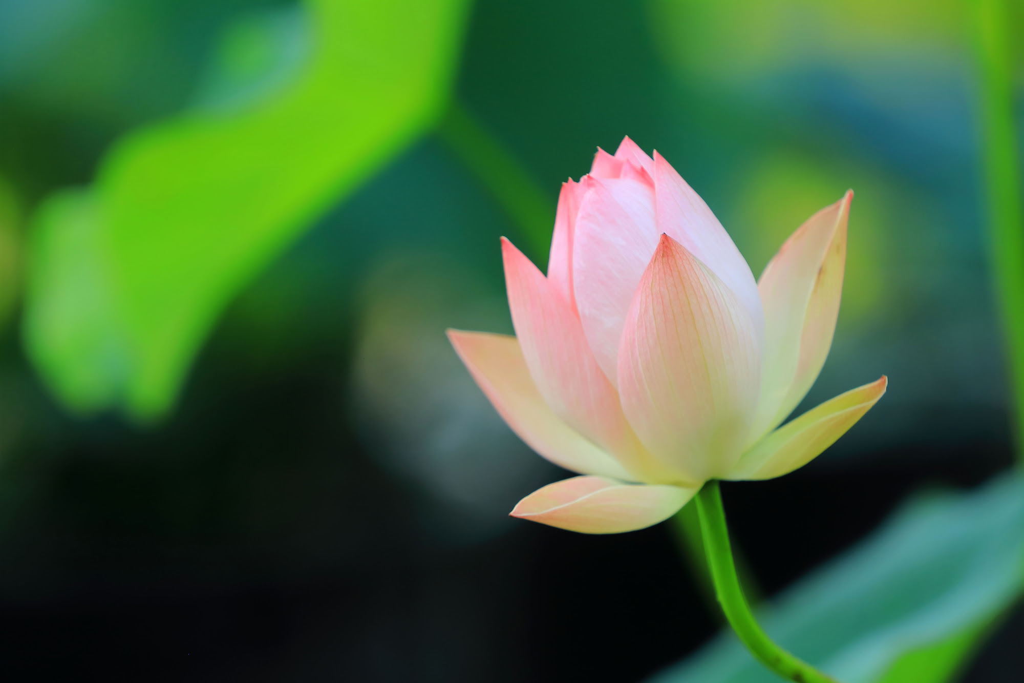 仏像が蓮の花に座っているのはなぜ 仏教と蓮華の関係 Riyak