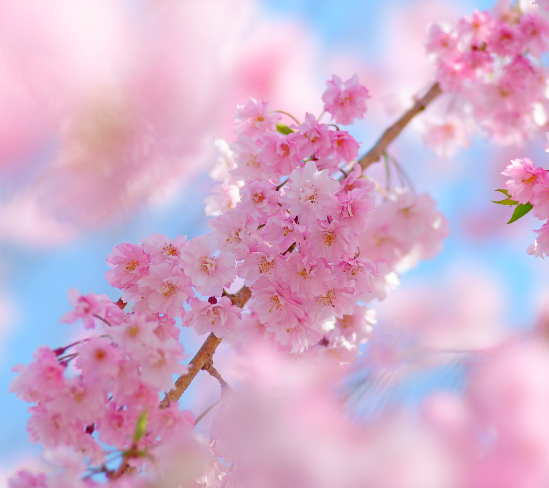 サクラ 桜 スマホ壁紙ならandroid壁紙タウン