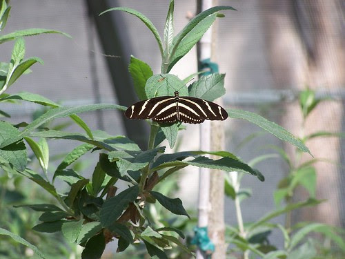 unidentified black/white striped butterfly