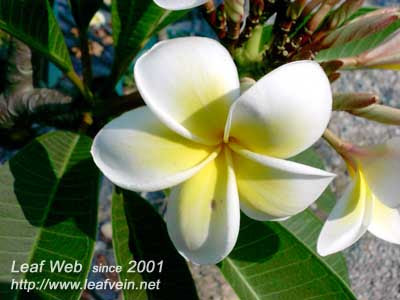 In060125.htm, 2014-02-06(Obsolete, 过时), Malaysia flora 