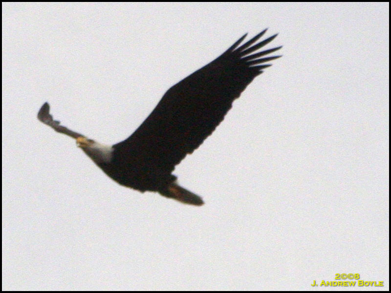 Bald Eagle