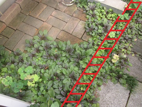 増えすぎたアジュガ 秋の様子 猫と園芸