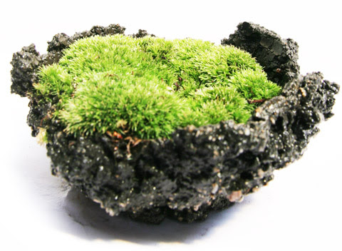 苔の育て方 手入れ 苔盆栽 ミニ盆栽 デコ盆栽の苔仙 こけせん