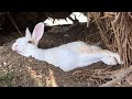 √100以上 野うさぎ 生息地 939487-野うさぎ 生息地