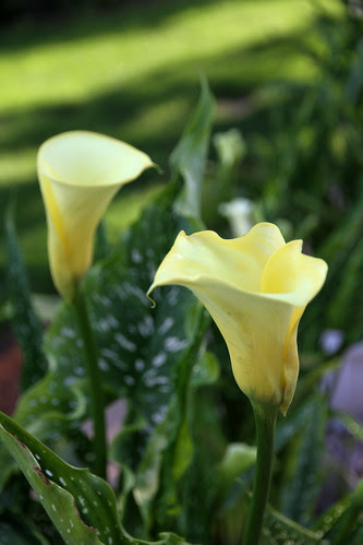 callas_yellow