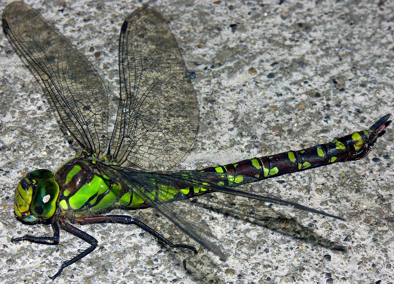 24 10 2006 Libelle