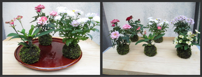 苔の研究レポート 019 ６センチミニ花こけ玉 日本苔技術協会