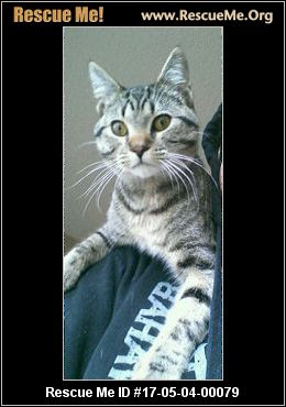 Minnesota Cat Rescue ― ADOPTIONS ― RescueMe.Org