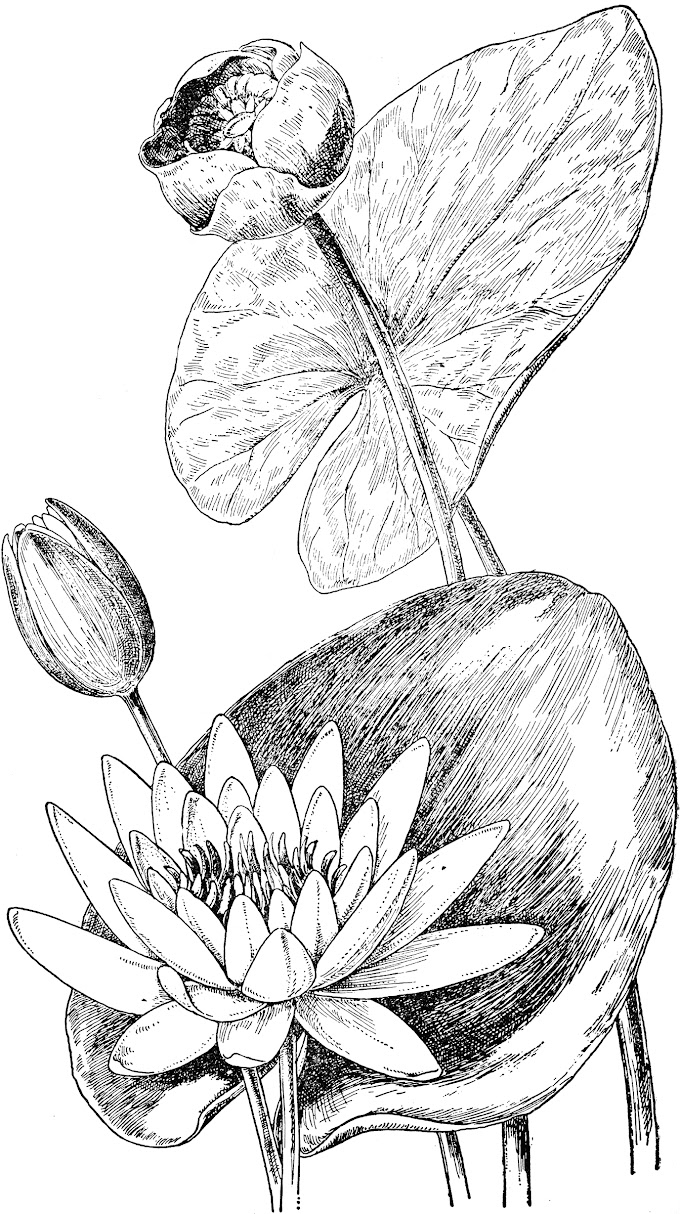 Inspiration to Design yellow lily The Best