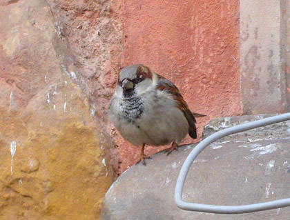 cody simpson vs justin bieber_06. hair Color this Page Online!