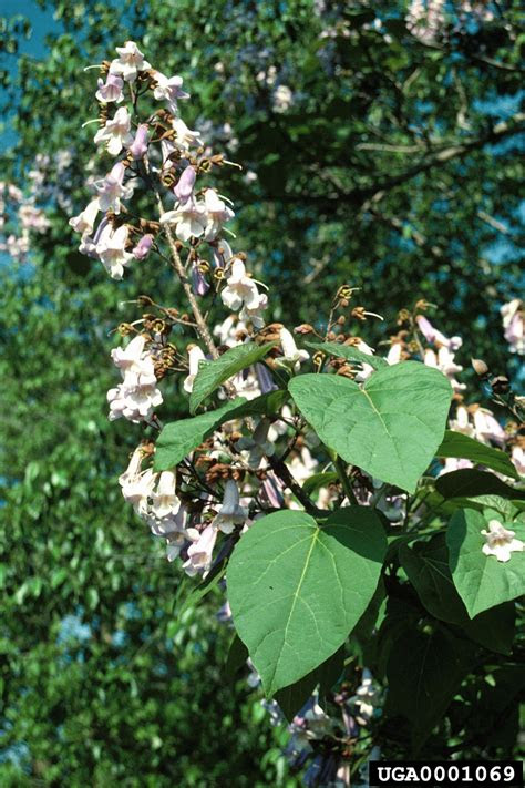 I am loving your blog! princesstree, Paulownia tomentosa (Scrophulariales