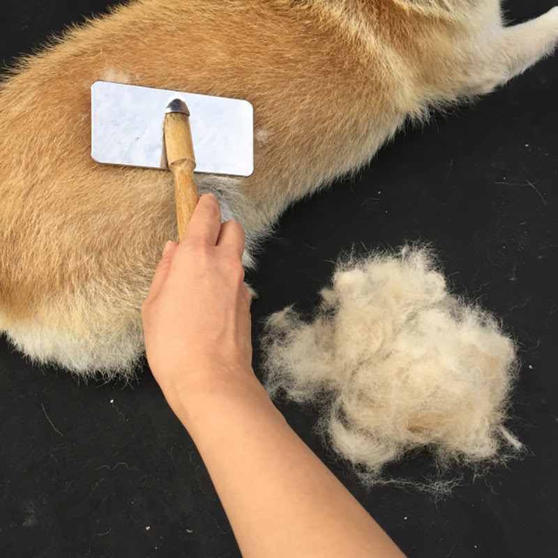 犬の換毛期にもう悩まない 犬の毛の生え変わり時期や抜け毛対策を知ろう