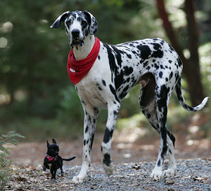 small breeds of dogs twin