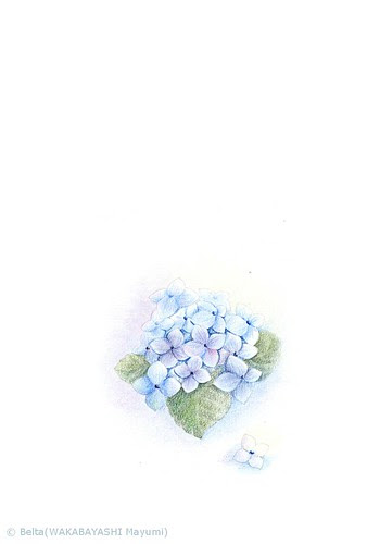 Beltaのcolored Pencil Gallery 色鉛筆ギャラリー Hydrangea