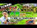 エビ 水草 相性 107973-エビ 水草 相性