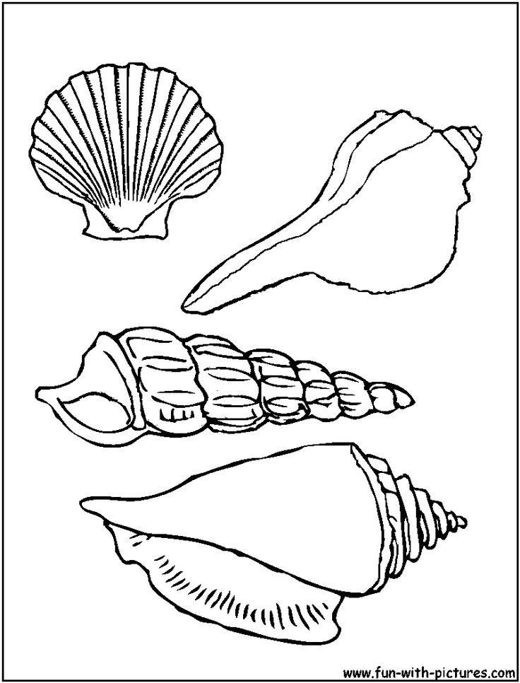 Beach shells coloring pages download and print for free