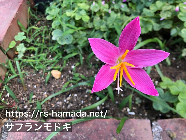 サフランモドキの花の特徴 画像付き 自然植物図鑑