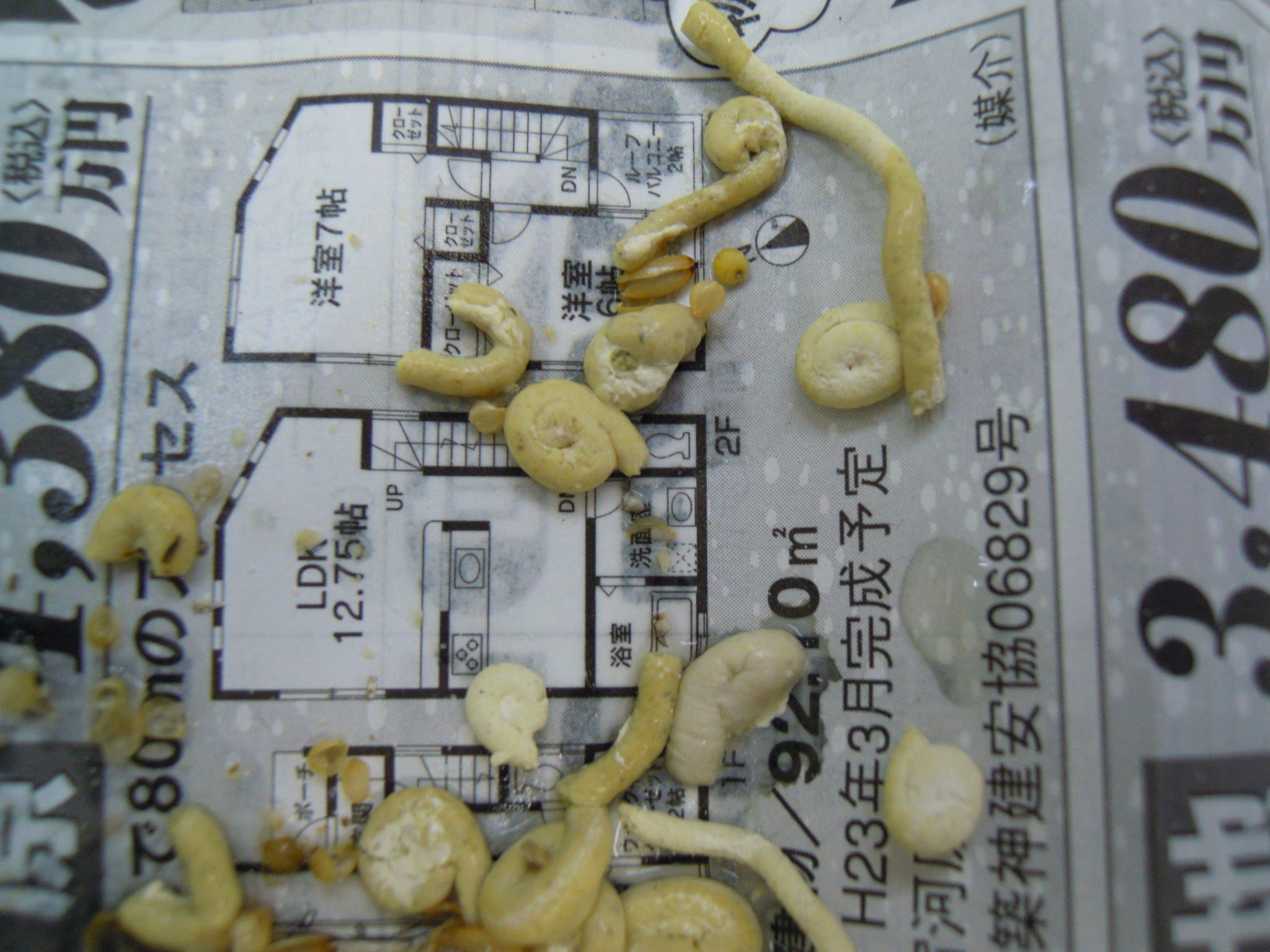 白い便のセキセイインコ 川崎市多摩区 オダガワ動物病院