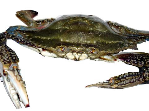 青森魚類 株式会社