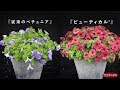 [最も好ましい] ペチュニア 花壇 雨 859758-ペチュニア 花壇 雨