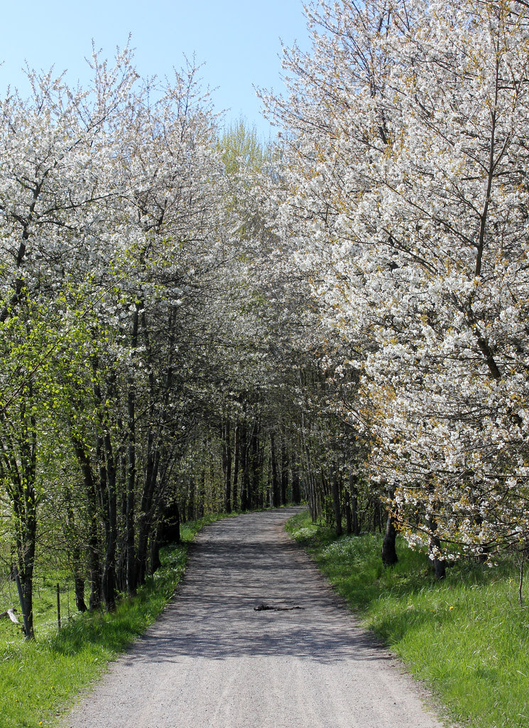 Spring Road