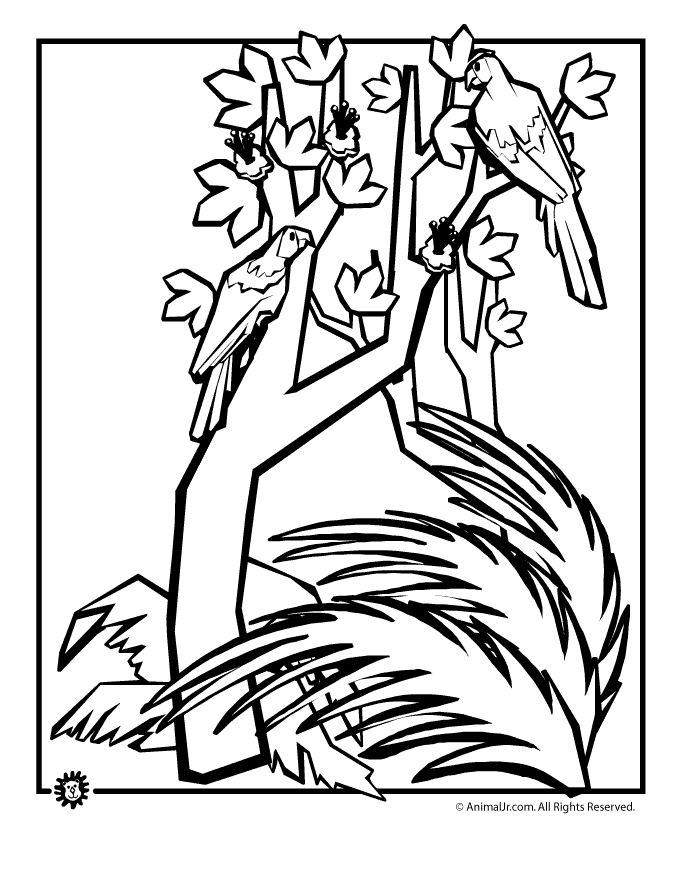 Free Rain Forest Trees Coloring Page Download Free Clip Art Free Clip Art On Clipart Library