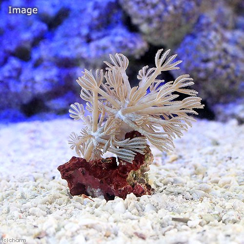 シロスジウミアザミの飼育方法 餌 水流 水質 光 毒 通販 マリンアクアリウム総合情報サイト