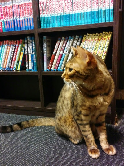 猫かふぇ行った 常連さんと楽しむ電源 ネコカフェ にゃんこと 高田馬場 ももこ と まさお