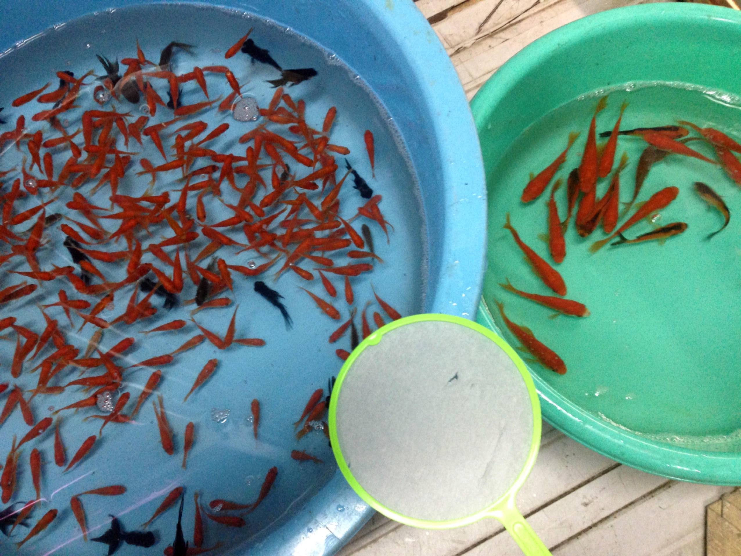 金魚すくい 吉岡観魚園 徳島の熱帯魚 金魚販売 ブログ