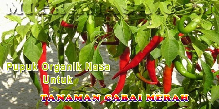 Aplikasi Produk Pupuk Organik Nasa untuk Tanaman Cabai Merah Aplikasi Produk Pupuk Organik Nasa untuk Tanaman Cabai Merah