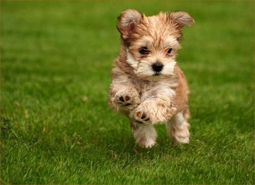 cute puppies pictures to color. cute puppies pictures to color