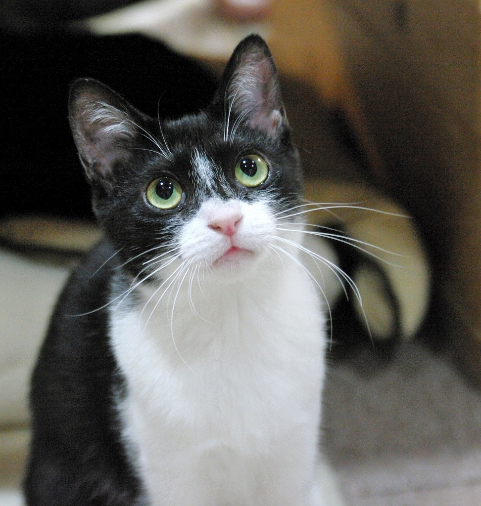 となねこ 小柄でかわいい黒白猫 リオナちゃん