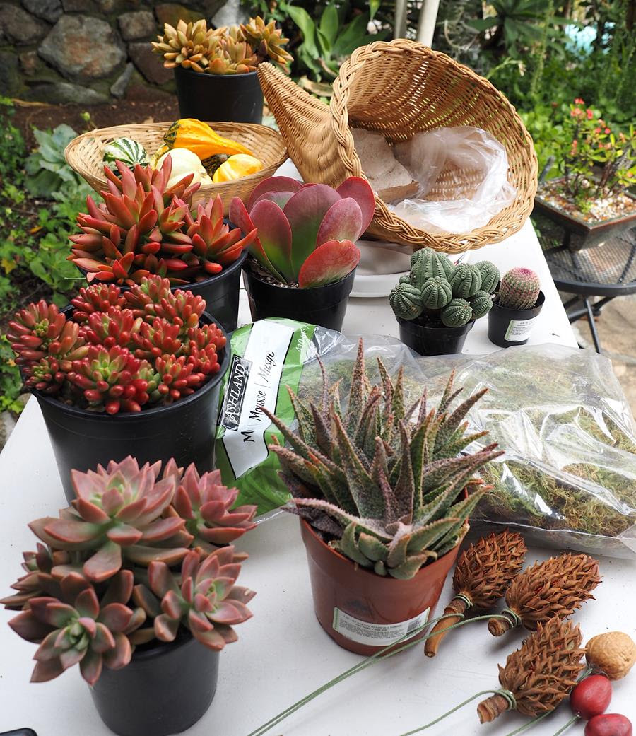 Plants and materials for succulent cornucopia