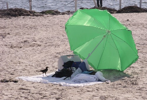 Three Birds on a Blanket