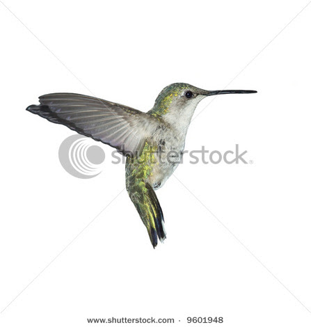 Flying Ruby-throated Hummingbird on white.