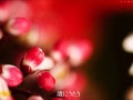 [無料ダウンロード！ √] ちあきなおみ 紅い 花 歌詞 610154