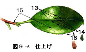 植物画スケッチ入門３