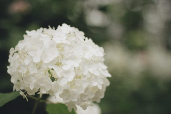 紫陽花の種類が知りたい 白くて小さい妖精のようなあの花はなに ニッポン百識