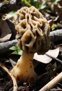 Morel