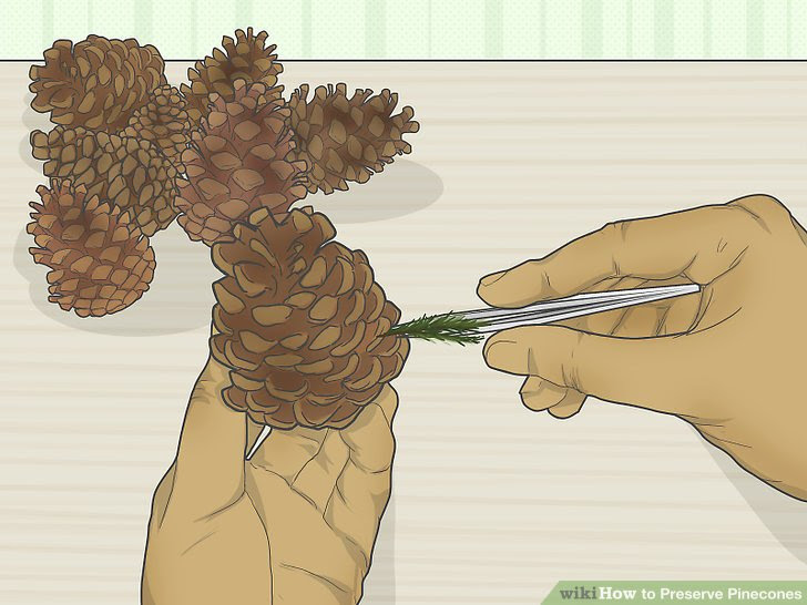 Preserve Pinecones Step 2 Version 2.jpg