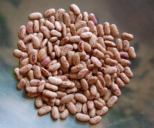 the jersey bean