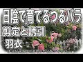 [最新] つる植物 花 日陰 697382-つる植物 花 日陰