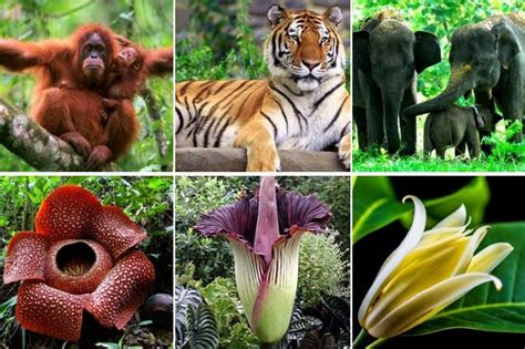mengenal jenis flora  fauna endemik pulau sumatera flora  fauna