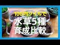 √1000以上 100 均 ダイソー 水草 844344