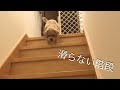 25 ++ 犬 階段 滑り 止め 277958