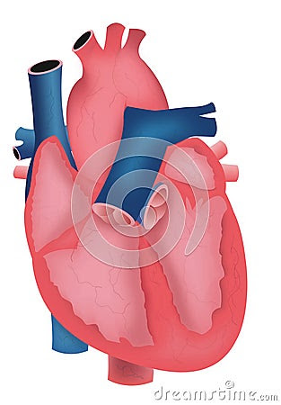 heart diagram labeled. the heart diagram labeled